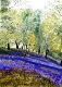 28 - Barbara Hilton - Bluebells on the Malverns -Watercolour.JPG